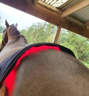 RLT Horse Back pad