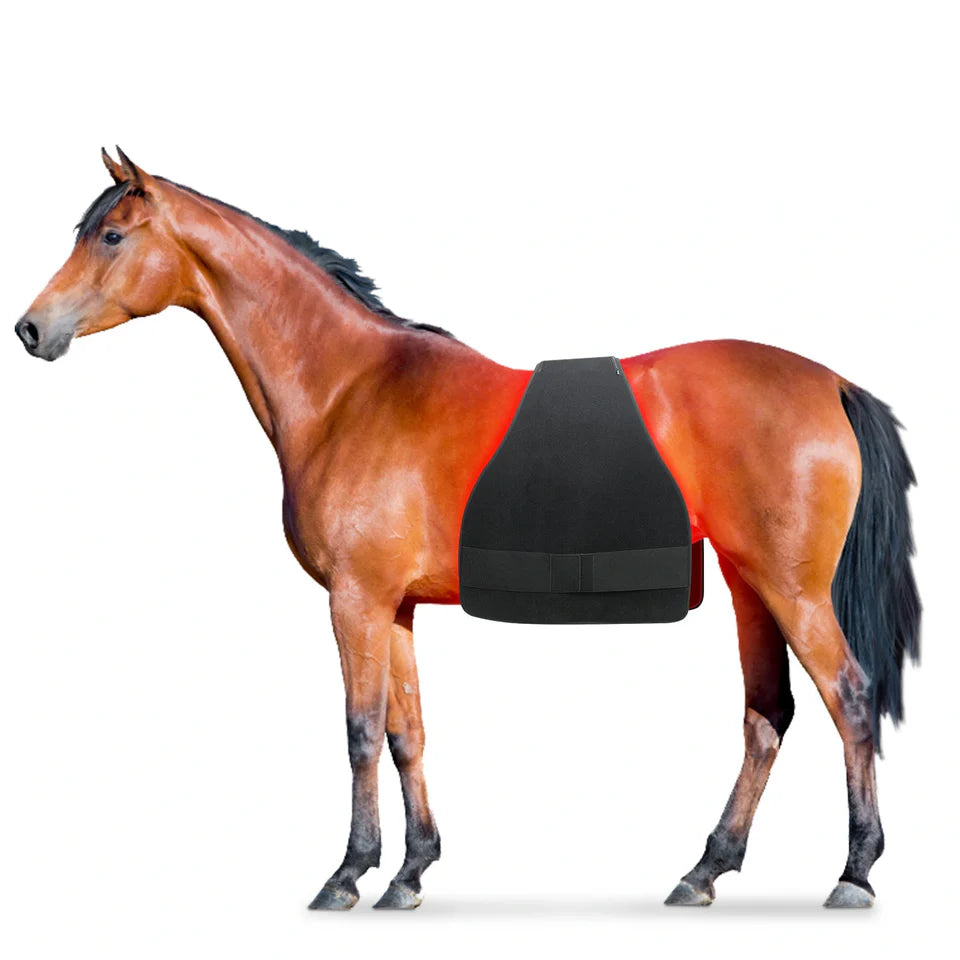 Red Light Therapy Belly Pad (Horse)